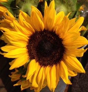 Celebrating Sunflowers – #Life is Good