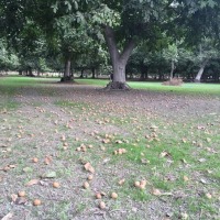 walnut grove