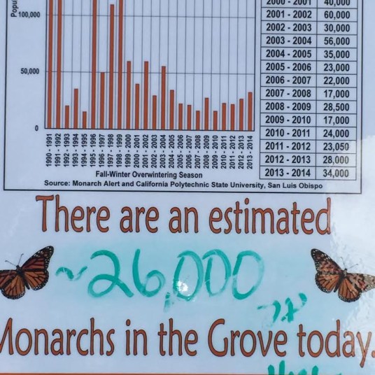 monarchs count