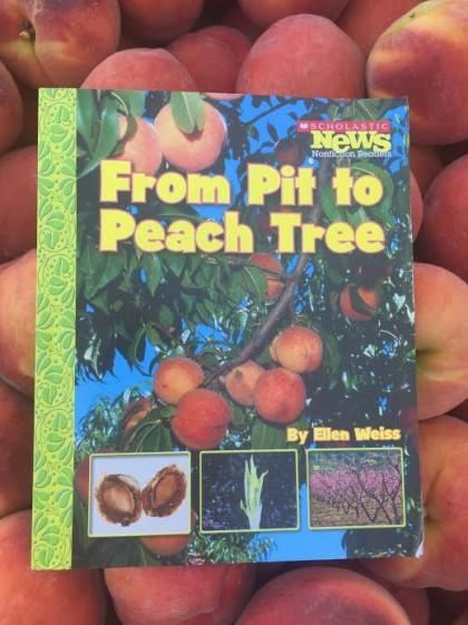 Peach pit to tree cover