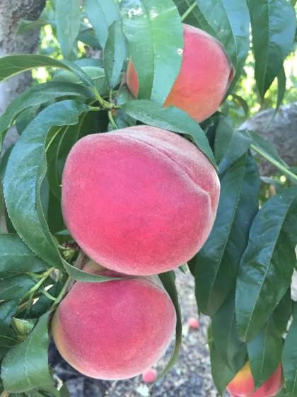 peaches close up