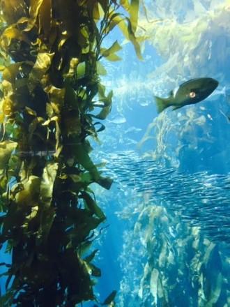 aquarium kelp forest