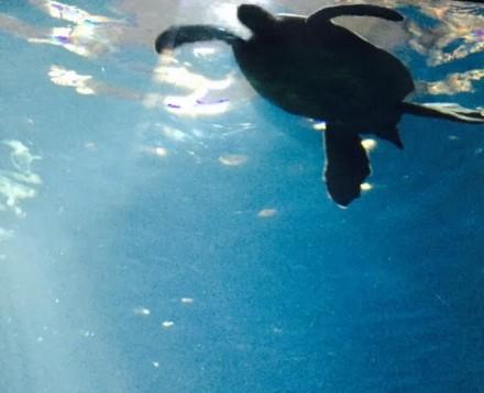 aquarium sea turtle