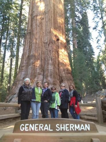 Celebrating the Giant Sequoia Trees and the firefighters working to save them