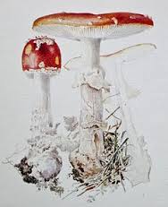 b potter mushrooms