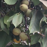 walnuts - tree
