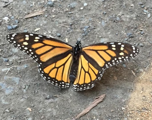 monarchs ground