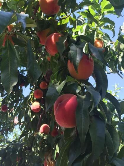 peaches - loaded tree