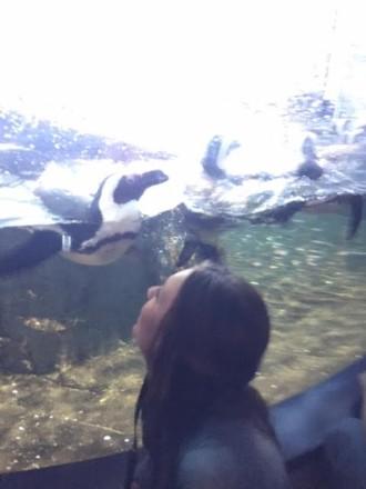 aquarium pelican