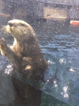 aquarium sea otter