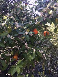 march oranges